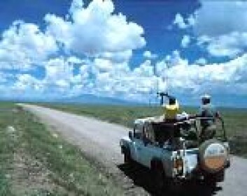 "Forskerne peiler etter radiomerket gnu i Serengeti." "Forskerne peiler etter radiomerket gnu i Serengeti."