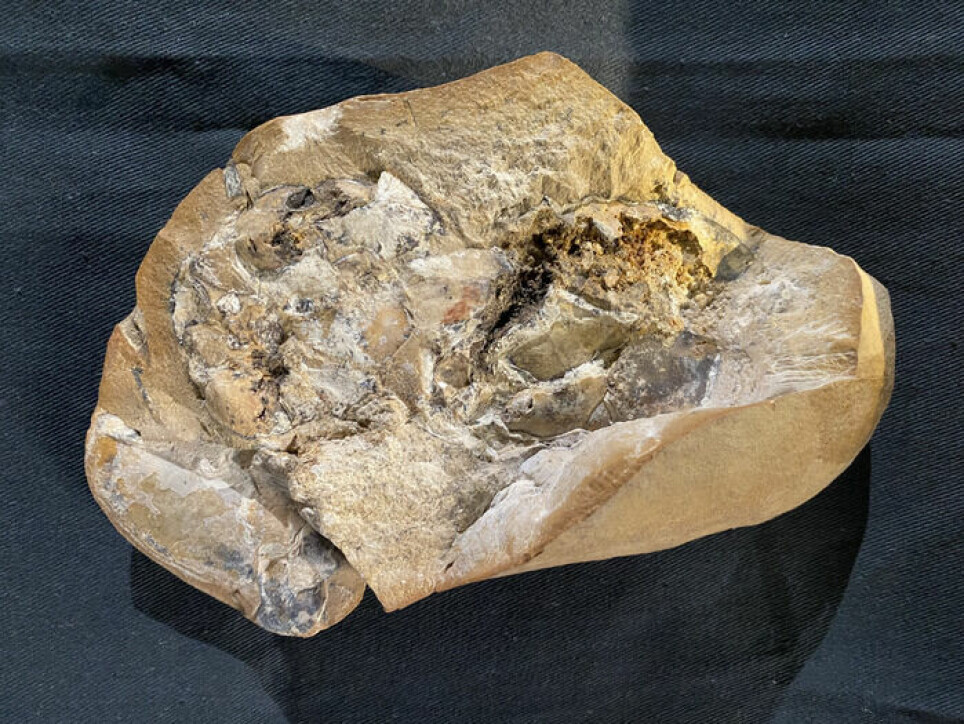 Dette fossilet inneholder blant annet et hjerte.
