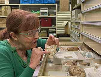 Forskere fant 380 millioner år gammelt fiskehjerte