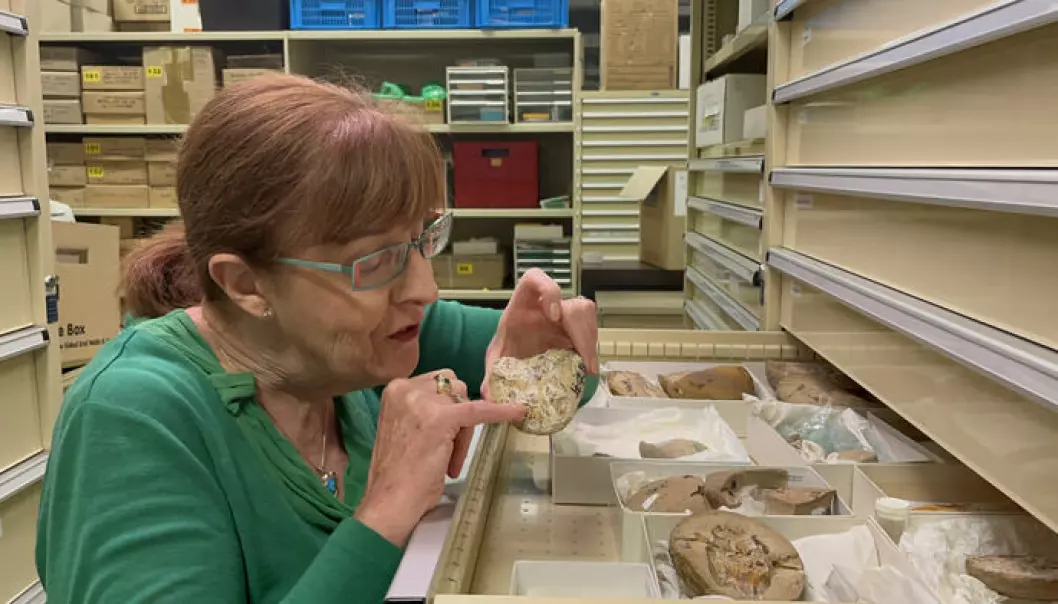Professor Kate Trinajstic jobber med å studere urgamle fossiler på Curtin University i Australia.