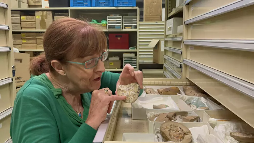 Forskere fant 380 millioner år gammelt fiskehjerte