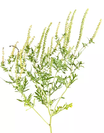 Ragweed (Ambrosia artemisiifolia) has adapted to conditions in Europe, and is spreading rapidly.