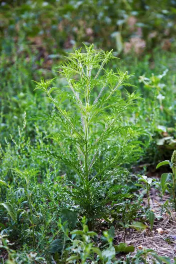 Ragweed is just one of several species that have spread in places where they do not belong.  Human activity is often to blame when species go astray.