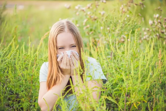 Ragweed is not yet a problem in Norway, possibly due to the country's harsh climate.  This is good news for people with allergies.