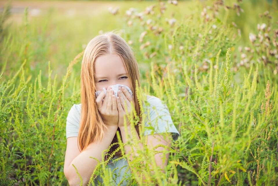Ragweed isn’t yet a problem in Norway, probably because of the country’s tough climate. That’s good news for people with allergies.