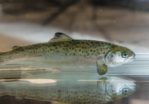 Scientists have developed a health test for salmon smolt