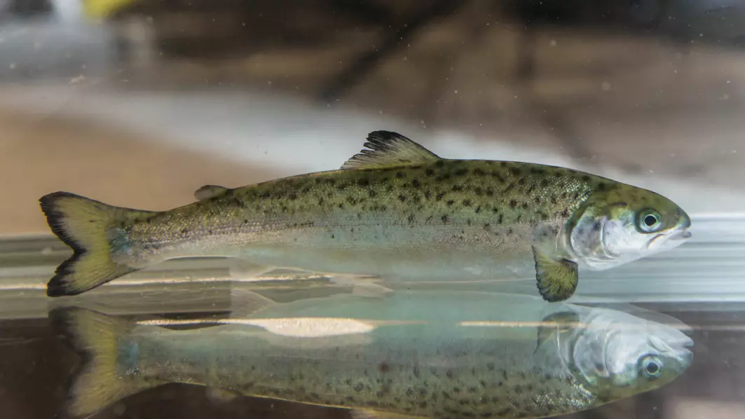 Scientists have now developed a test that measures the immune status of salmon smolt.
