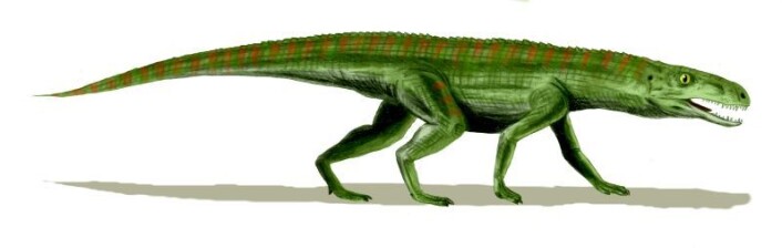 Krokodille-forfar: Gracilisuchus stipanicorum, en av de små crurotarsanerne. (Ill.: Arthur Weasley) Krokodille-forfar: Gracilisuchus stipanicorum, en av de små crurotarsanerne. (Ill.: Arthur Weasley)