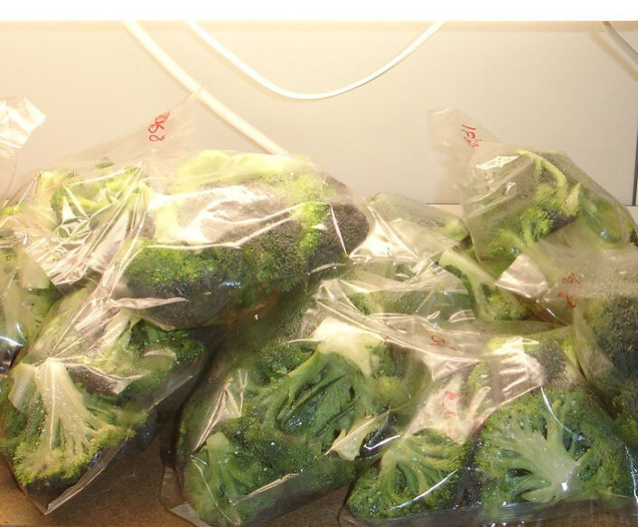 Broccoli utsettes for lys i forsøkene på universitetet i La Rioja. Broccoli utsettes for lys i forsøkene på universitetet i La Rioja.