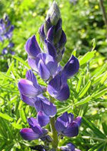 Lupinus angustifolius. Lupinus angustifolius.