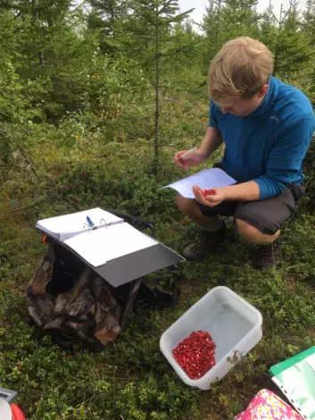 Mathias Amundsen registrerer og teller bær i et av skogsfeltene.