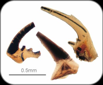 "Fossiler av kjevepartiet til den lille conodonten ble analysert for å finne ut hvordan forholdene var i havet da den levde. Foto: Australian National University"