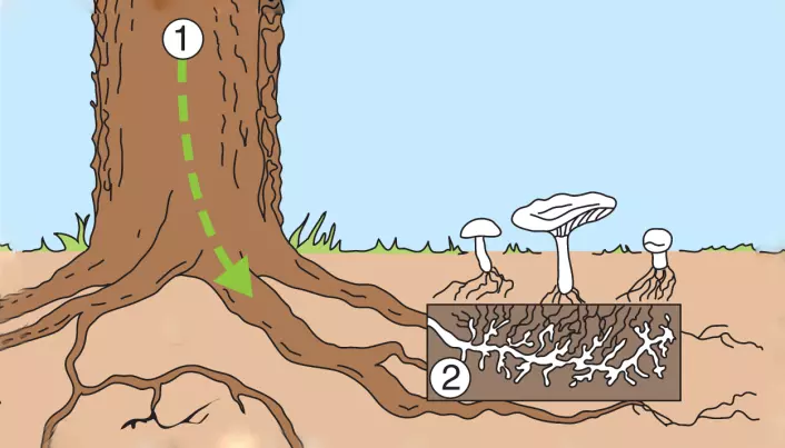 Når trærne hogges blir skogens skjulte nett av mykorrhiza helt forandret. Mange sjeldne arter av mykorrhiza-sopp er avhengig av svært gammel skog.