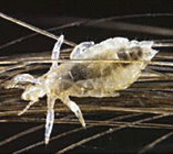 "Hodelus - Pediculus humanus capitis" "Hodelus - Pediculus humanus capitis"