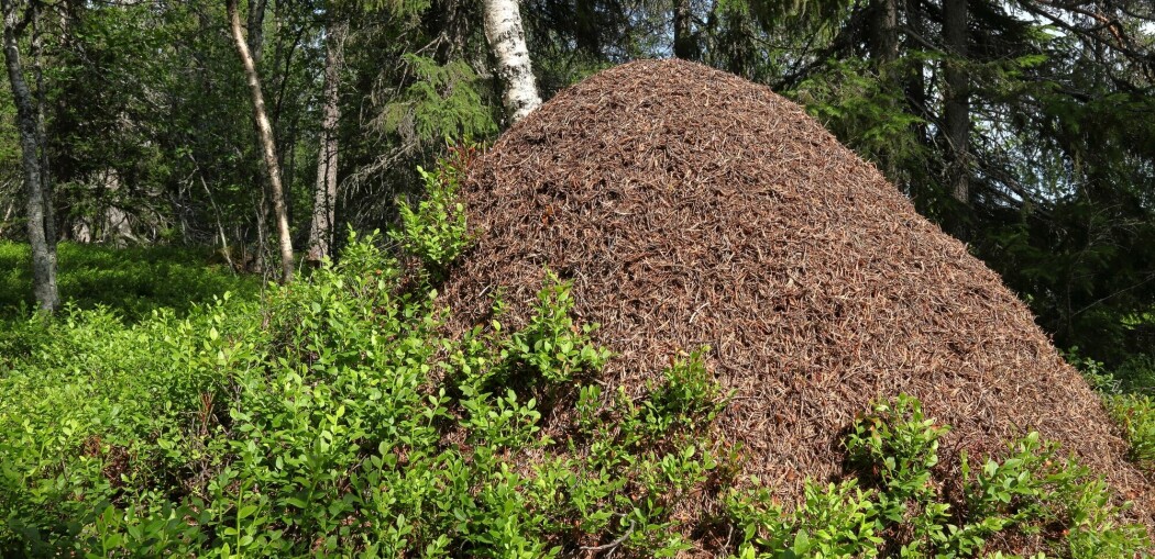 Forskere tror de vet hvor mange maur det finnes på jorda