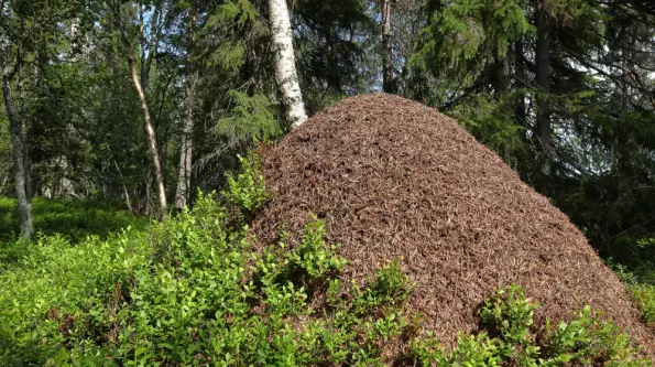 Forskere tror de vet hvor mange maur det finnes på jorda