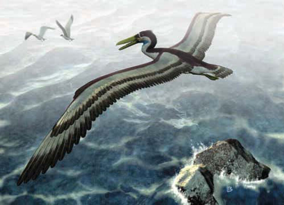 Slik kan den digre Dasornis emuinus ha sett ut, da den suste over havet for 50 millioner år siden. (Illustrasjon: Ludger Bollen)