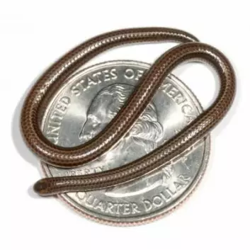 Verdens minste slange, Leptotyphlops carlae, er tynn som en spaghettitråd og ikke større enn at den får plass på en mynt. Den ble funnet på den karibiske øya Barbados. (Foto: Blair Hedges, Penn State)