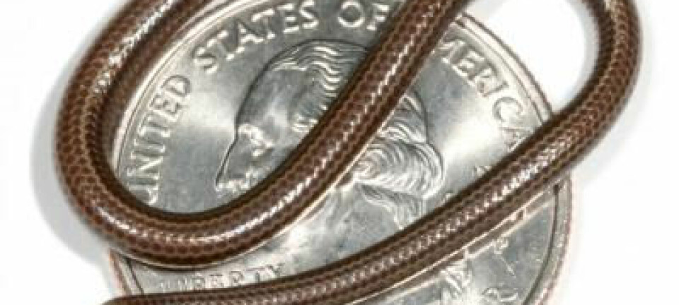 Verdens minste slange, Leptotyphlops carlae, er tynn som en spaghettitråd og ikke større enn at den får plass på en mynt. Den ble funnet på den karibiske øya Barbados. (Foto: Blair Hedges, Penn State)