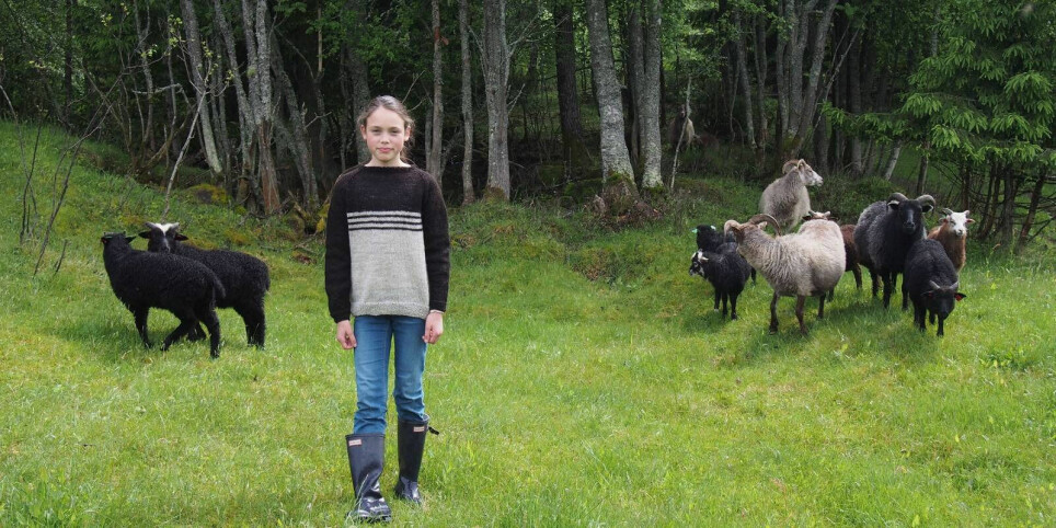 A girl surrounded by sheep wearing a knitted jumper from the 2017 book 'Strikk med norsk ull' (Knit with Norwegian wool) by Klepp and Tobiasson.