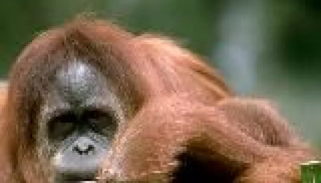 Orangutanger rykker kulturens opprinnelse tilbake