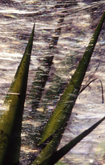 Illustrasjonsfoto. (Foto: Colourbox.com) Illustrasjonsfoto. (Foto: Colourbox.com)