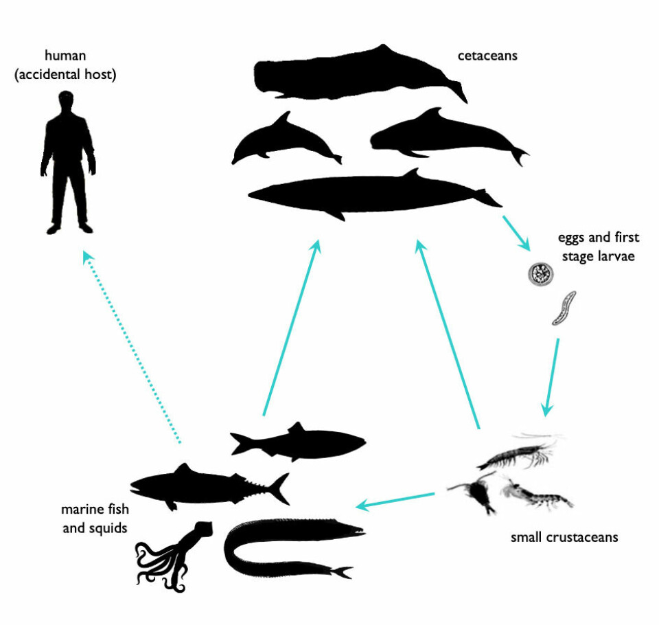 This image shows the life cycle of Anisakis.