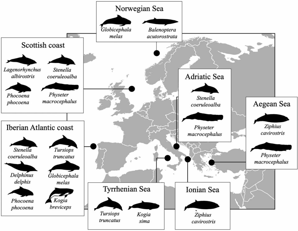 Sampling localities of Anikakis spp. of the occasional cetacean strandings, which resulted in 34 specimens belonging to 11 species.