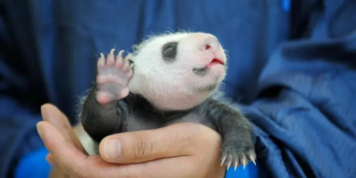 Giant pandas, a symbol of global wildlife, are recovering.