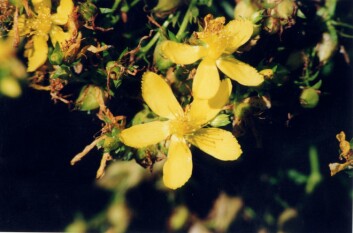 Forskning viser at Johannesurt er like effektivt som antidepressiva i behandlingen av lette til moderate depresjoner (Foto:Jennifer Anderson @ USDA-NRCS PLANTS Database) Forskning viser at Johannesurt er like effektivt som antidepressiva i behandlingen av lette til moderate depresjoner (Foto:Jennifer Anderson @ USDA-NRCS PLANTS Database)