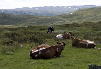 Kyrne har tatt lunsjpause ved Hamarsbøen i Hallingdal. (Foto: Kristina Norderup) Kyrne har tatt lunsjpause ved Hamarsbøen i Hallingdal. (Foto: Kristina Norderup)