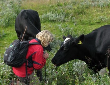Hanne Sickel sammen med noen av kyrne på Hamarsbøen, Havsdalen ved Geilo. (Foto: Ulla Falkdalen) Hanne Sickel sammen med noen av kyrne på Hamarsbøen, Havsdalen ved Geilo. (Foto: Ulla Falkdalen)