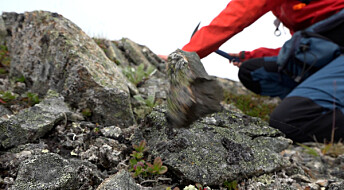 Funn av vulkanske bergarter i Trøndelag kan forklare hvordan Iapetushavet forsvant for 400–600 millioner år siden