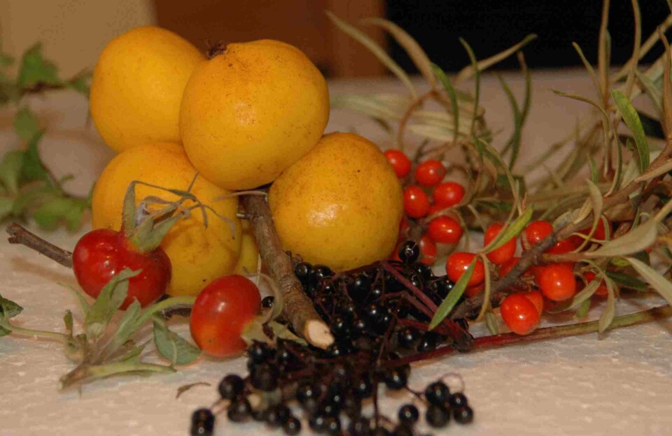 Røde nyper, gule ildkvedeepler, svarthyllbær og oransje tindvedbær kan brukes på kjøkkenet.