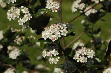 Blomstrende aronia. (Foto: Sølvi Svendsen) Blomstrende aronia. (Foto: Sølvi Svendsen)