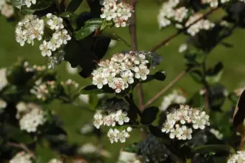 Blomstrende aronia. (Foto: Sølvi Svendsen) Blomstrende aronia. (Foto: Sølvi Svendsen)