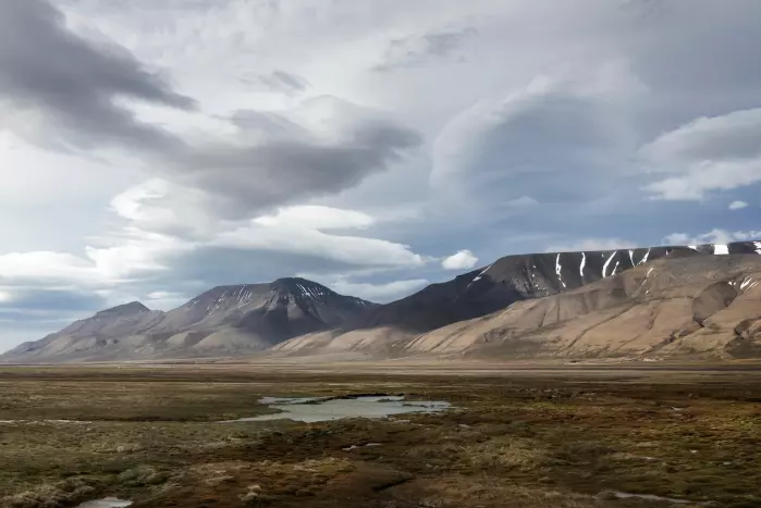 I begynnelsen kom det gress, mose og urter. landskapet kunne minne om Svalbard i dag.