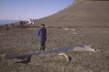 "Grønlandshvalen er ikke akkurat småvokst. Her er en underkjeve. (Foto: Øystein Wiig)" "Grønlandshvalen er ikke akkurat småvokst. Her er en underkjeve. (Foto: Øystein Wiig)"