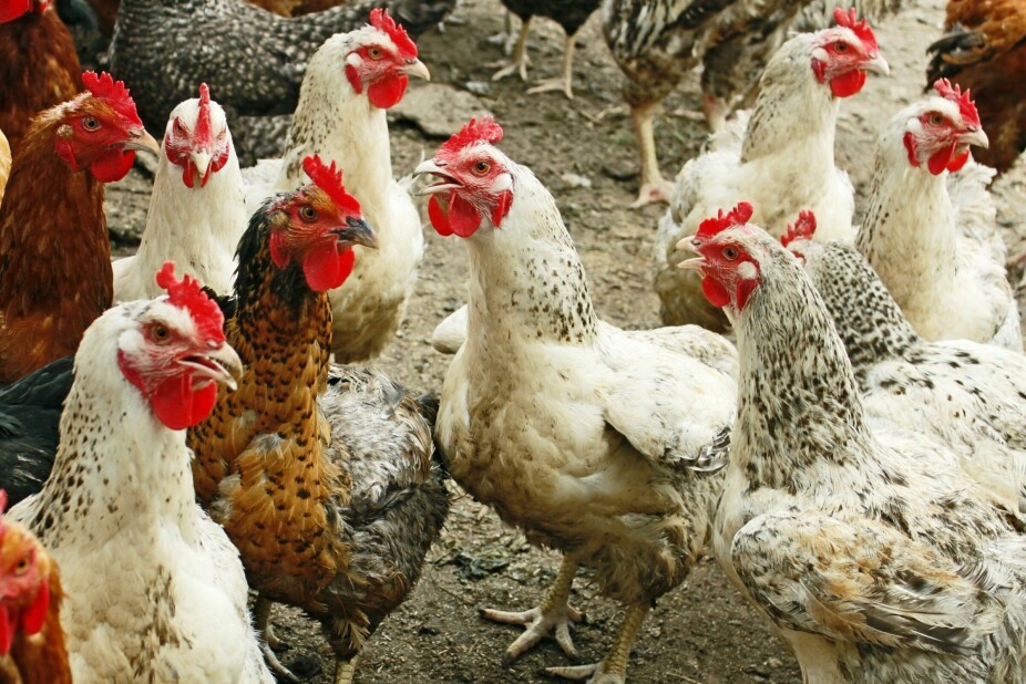 Typiske symptomer på ND hos fugler er plutselig opphørt matlyst, nedstemthet, fall i eggproduksjon og pustebesvær.