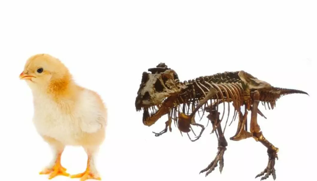 Tyrannosaurus og kyllingene