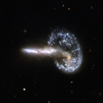 "Bildet fra Hubbleteleskopet viser de voldsomme følgene av to galakser som har kollidert. Sammenstøtet har skapt ekstreme sjokkbølger i galaksen som nå kan sees som en sirkel. Først ble materie i galaksen trukket inn mot midten, før massen ble spredt utover igjen i en jevn sirkel. Den haleformete galaksens posisjon i forhold til den andre, tyder på at kollisjonen fortsatt finner sted, i følge forskerne. Galaksene befinner seg i stjernebildet Store bjørn, omlag 500 millioner lysår unna jorden. (FOTO: NASA/ESA)" "Bildet fra Hubbleteleskopet viser de voldsomme følgene av to galakser som har kollidert. Sammenstøtet har skapt ekstreme sjokkbølger i galaksen som nå kan sees som en sirkel. Først ble materie i galaksen trukket inn mot midten, før massen ble spredt utover igjen i en jevn sirkel. Den haleformete galaksens posisjon i forhold til den andre, tyder på at kollisjonen fortsatt finner sted, i følge forskerne. Galaksene befinner seg i stjernebildet Store bjørn, omlag 500 millioner lysår unna jorden. (FOTO: NASA/ESA)"