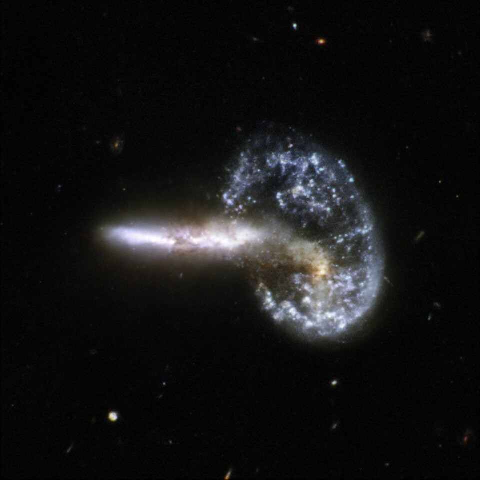 'Bildet fra Hubbleteleskopet viser de voldsomme følgene av to galakser som har kollidert. Sammenstøtet har skapt ekstreme sjokkbølger i galaksen som nå kan sees som en sirkel. Først ble materie i galaksen trukket inn mot midten, før massen ble spredt utover igjen i en jevn sirkel. Den haleformete galaksens posisjon i forhold til den andre, tyder på at kollisjonen fortsatt finner sted, i følge forskerne. Galaksene befinner seg i stjernebildet Store bjørn, omlag 500 millioner lysår unna jorden. (FOTO: NASA/ESA)'
