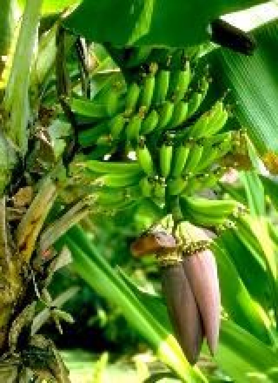 Om ti år kan bananene være borte
