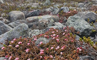 Disse plantene var de første som dukket opp i Nord-Norge etter siste istid