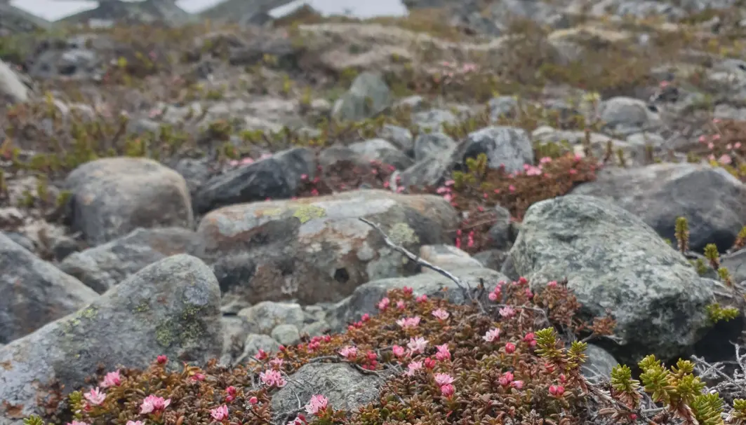 Greplyng er en hardfør art som raskt koloniserer områder der isen trekker seg tilbake i dag. Men forskernes første funn av arten i Nord-Norge er 9200 år gamle, mange tusen år etter at isen startet å smelte. Greplyng er en hardfør art som raskt koloniserer områder der isen trekker seg tilbake i dag. Men forskernes første funn av arten i Nord-Norge er 9200 år gamle, mange tusen år etter at isen startet å smelte.