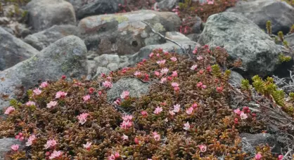 Disse plantene var de første som dukket opp i Nord-Norge etter siste istid