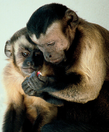 "Capuchinaper har en godt utviklet empatisk evne, ifølge forskerne bak den nye studien. I valget mellom å glede andre, eller bare tenke på seg selv, velger apene det første. I hvert fall når det er familiemedlemmer eller kjenninger det er snakk om. (Foto: Wikipedia Commons)"