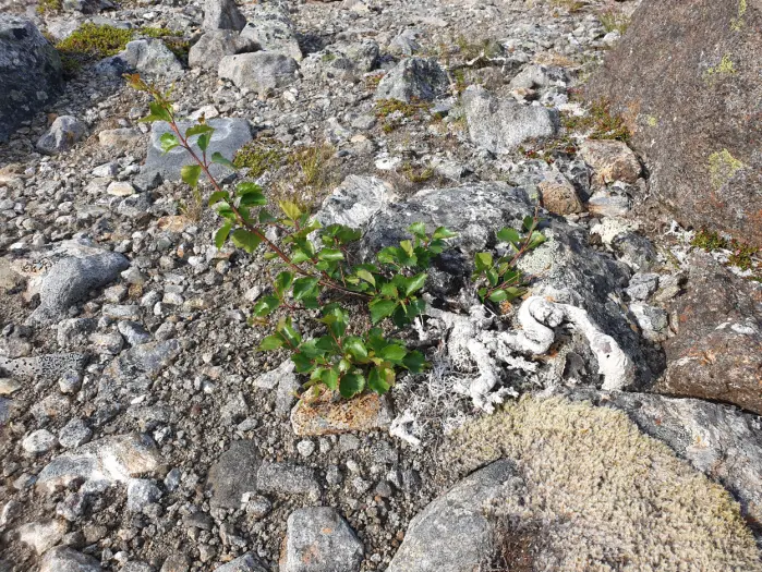 Bjørk er ett hardført treslag og bjørkeskogen bredte seg ut i Nord-Norge for ca 10.000 år siden. Bjørk er ett hardført treslag og bjørkeskogen bredte seg ut i Nord-Norge for ca 10.000 år siden.
