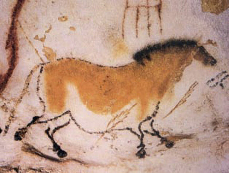 'Rundt 16 000 år gammelt maleri av hest fra hulene i Lascaux i Sør-Frankrike. (Foto: Wikimedia Commons)'