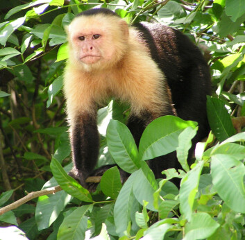 "Capuchinaper hører naturlig til i Sentral- og Sør-Amerika, og regnes som kontinentets mest intelligente primater. (Foto: Wikipedia Commons)"